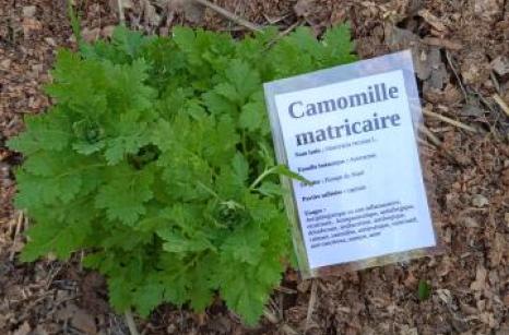 Camomille Ettiquette