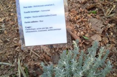 Hélychrise Ettiquette