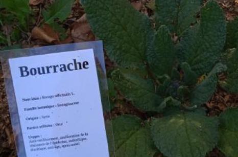 Bourrache Ettiquette