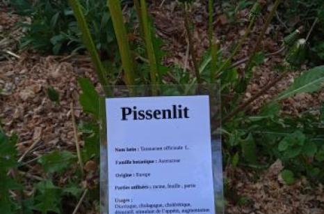 Pissenlit Ettiquette