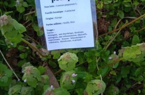 Lamier pourpre Ettiquette