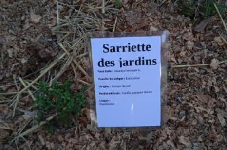 Sarriette Ettiquette