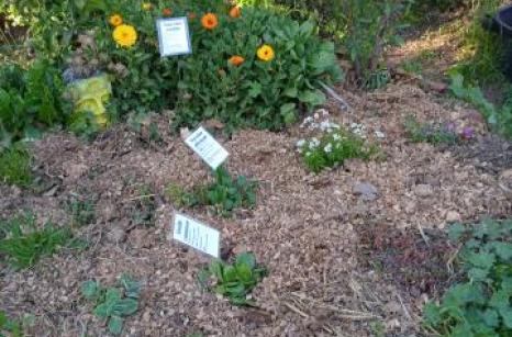 Jardin médicinale vue general 2