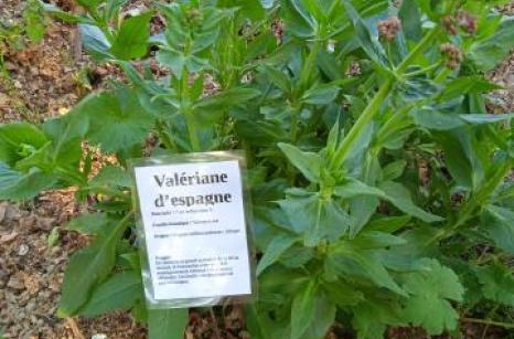 Valériane d'éspagne Ettiquette