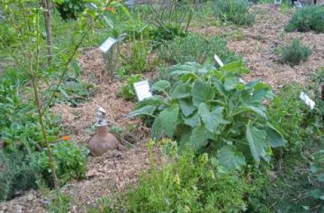Jardin médicinale vue general