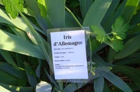 Iris d'allemagne Ettiquette
