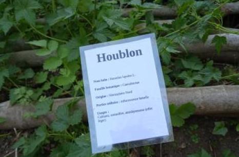 Houblon Ettiquette