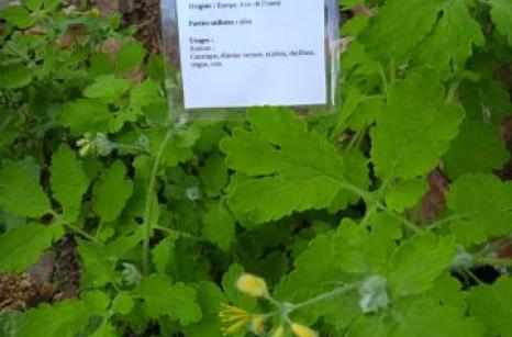 Chélidoine Ettiquette