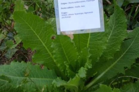 Laitue vereuse Ettiquette