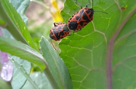 Punaise du chou, eurydema ventralis