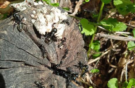 Grandes fourmis noir, fourmis charpentières ?