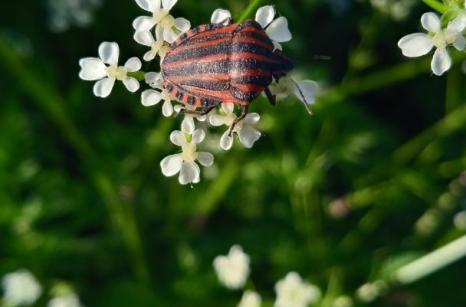 Punaise arlequin, graphosoma lineatum
