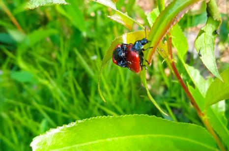 Chrysomele du peuplier