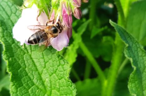 Abeille sur bourache