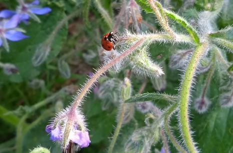 Cocinelle sur bourrache