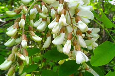 Robinier faux acacia