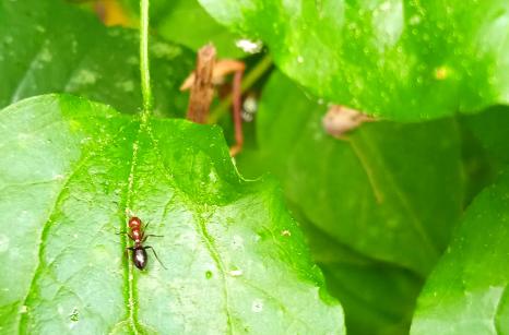 Fourmi Scutelaire, Crematogaster scutellaris sur feuille de clematite