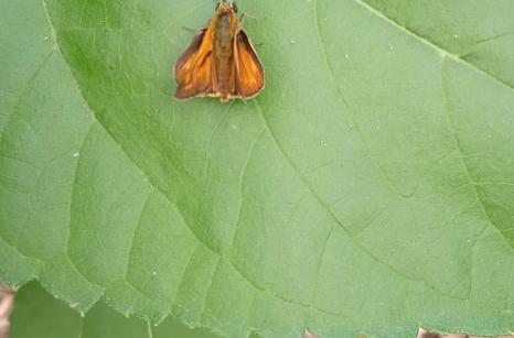 Sylvaine, Ochlodes sylvanus