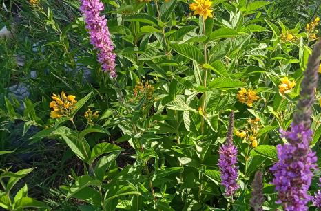 Salicaire et lysimaque