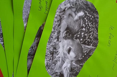 Photos bebes animaux