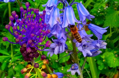 Abeille butinant un jacinthe sauvage à coté d'un muscari à toupet