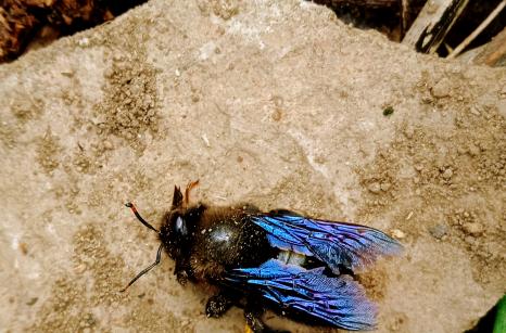 Abeille perce-bois, Abeille charpentière, Xylocope violet