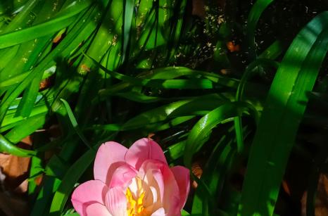 Tulipe et oxalis