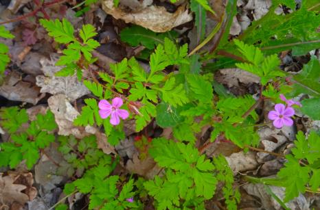 Geranium à Robert