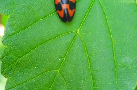Cercope sanguin, cercopis vulnerata, Cercopidae