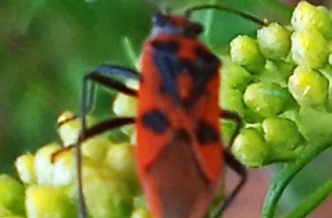 Coris De La Jusquiame, Corizus hyoscyami