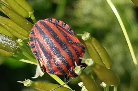 Graphosome d'Italie, Graphosama italicum