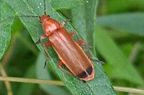 Téléphore Fauve, Rhagonycha fulva