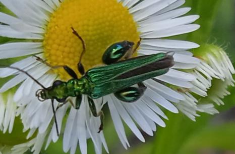Oedémère Noble, Oedemera nobilis