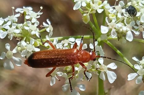 Télephore Fauve, Rhagonycha fulva