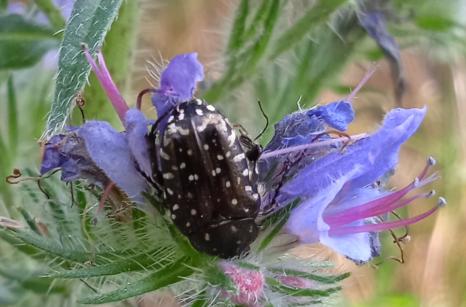 Cétoine funeste, Oxythrea funesta