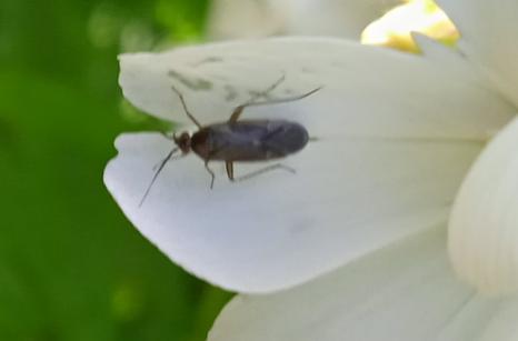 Plagiognathus Arbusrtum