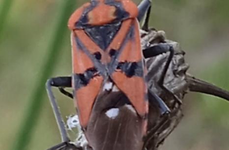 Punaise Militaire, Spilostethus pandurus, punaise Lygaeidae