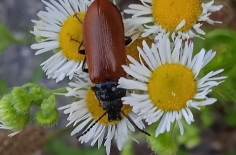 Espèce de Omophlus ?