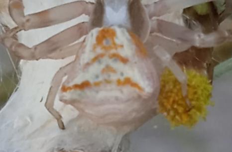 Thomis Enflée, Thomisus onustus