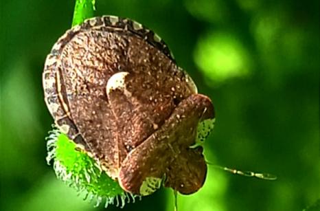 Punaise des gaillets, Dyroderes umbraculatus