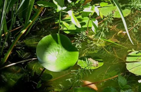 Nenuphar