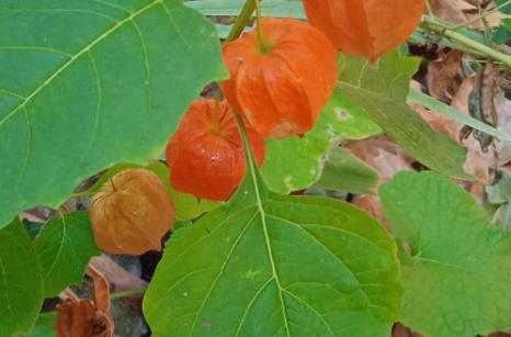 Physalis