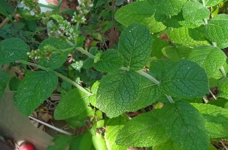 Menthe à feuille ronde