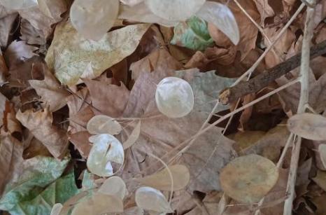 Monnaie de papes en graines