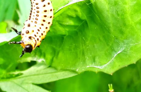 Larve jaune du coccinelle