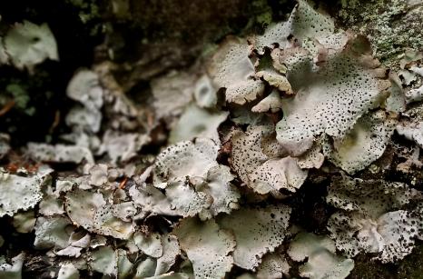 Lichen ( espèce ?)