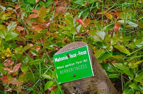 Mahonia faux houx