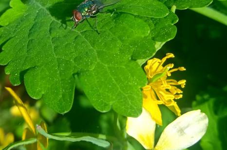 Mouche dorée, diptère