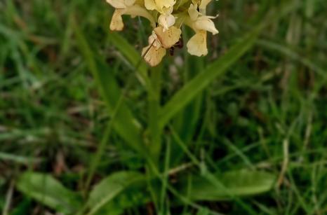 Orchis sureau blanc