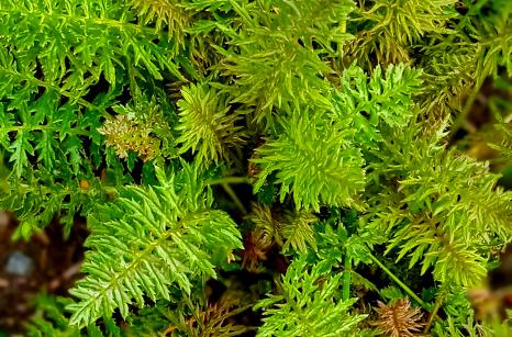 Pédiculaire chevelu, feuilles basales ?